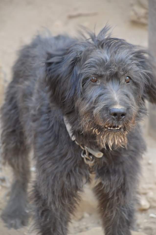 Egyptian Armant sheepdog - one of the Egyptian dog breeds