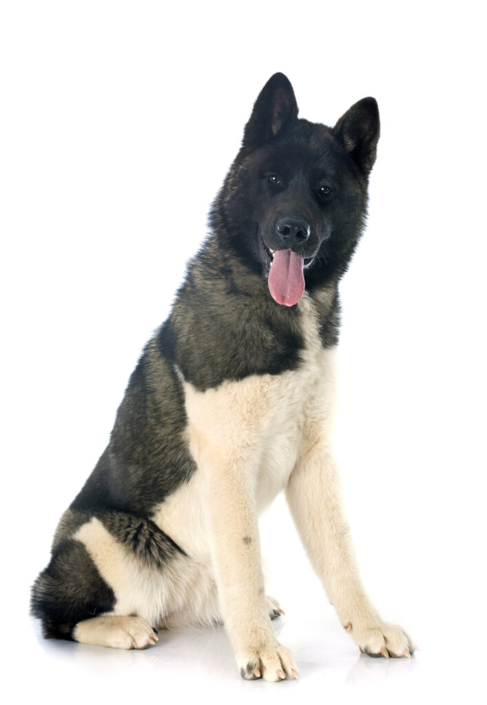 Akita - one of the asian dog breeds