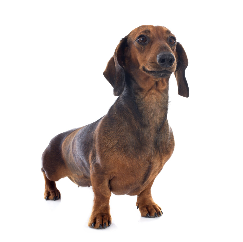 dachshund dog - One of the brown dog breeds