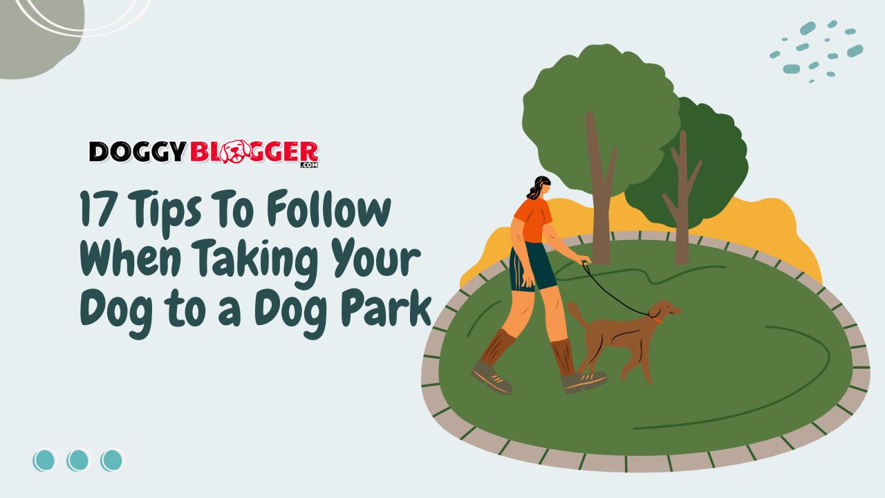 17 Tips To Follow When Taking Your Dog to a Dog Park