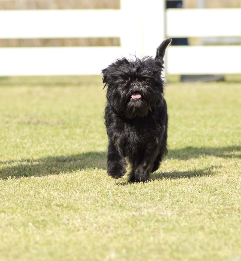 The Affenpinscher - One of the ugly dog breeds 