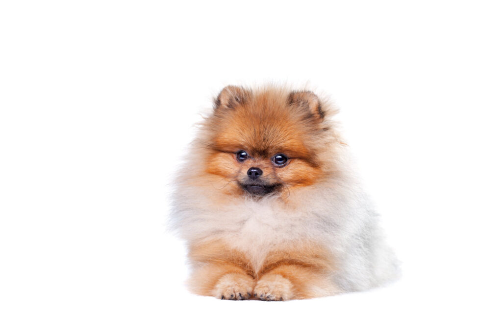 Pomeranian - one of the smallest dog breeds