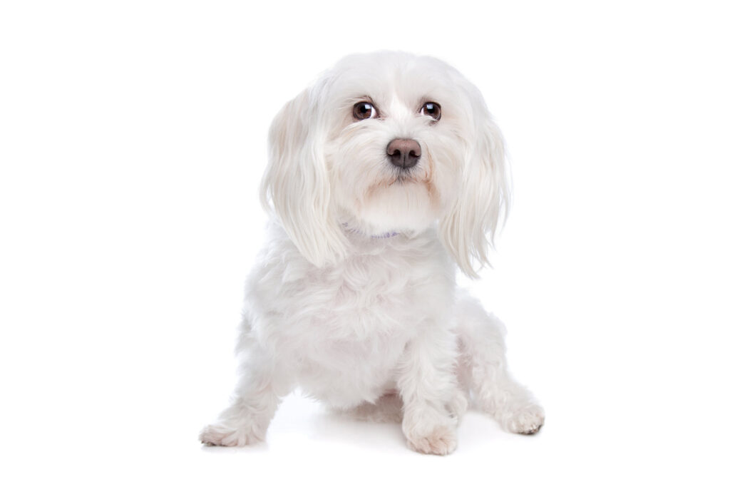 Maltese - one of the smallest dog breeds