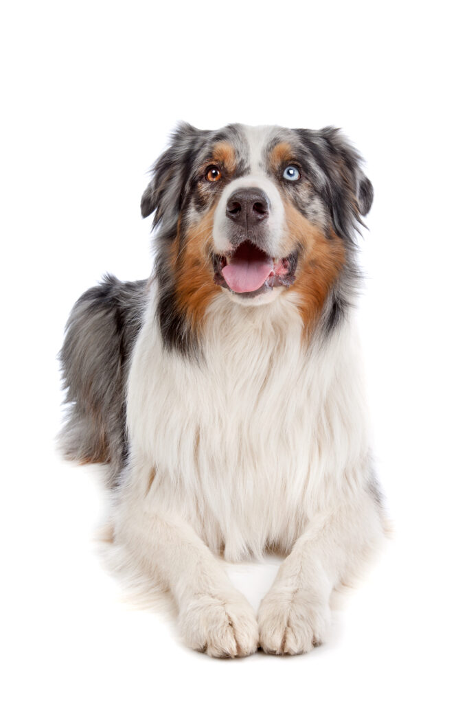 Australian Shepherd - one of the merle dog breeds