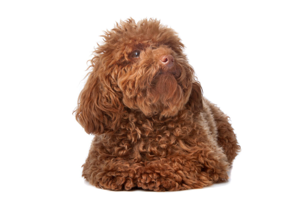 Toy Poodle - one of the smallest dog breeds