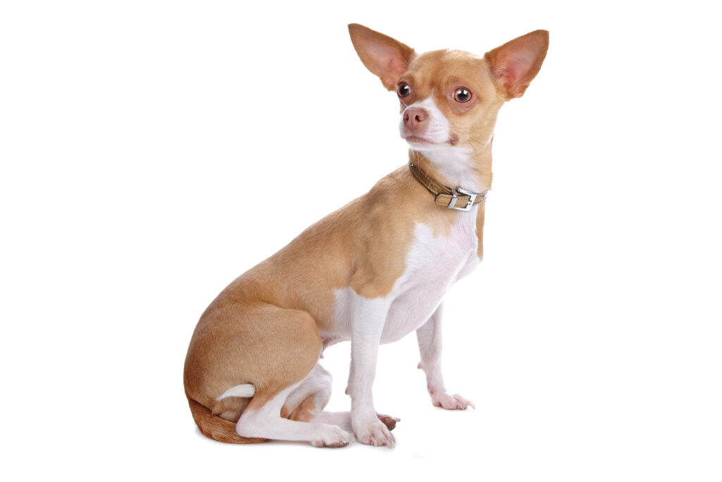 Chihuahua - one of the smallest dog breeds