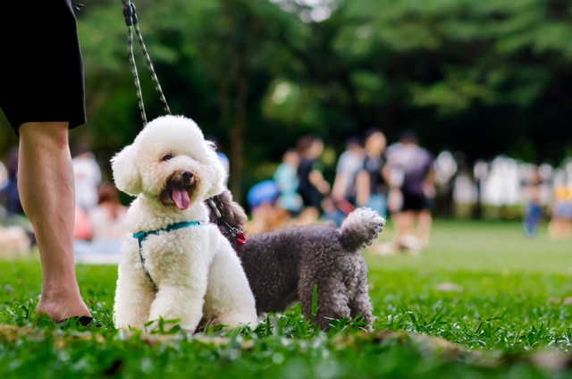 17 Tips To Follow When Taking Your Dog to a Dog Park