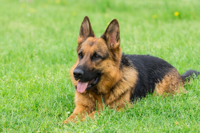 5 Things You Need to Know About German Shepherds