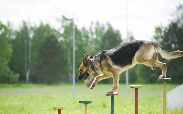 High Energy Levels | One of the things to know about German Shepherds