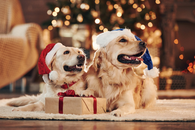 2 labradors waiting to open their presents filled with Christmas dog treats