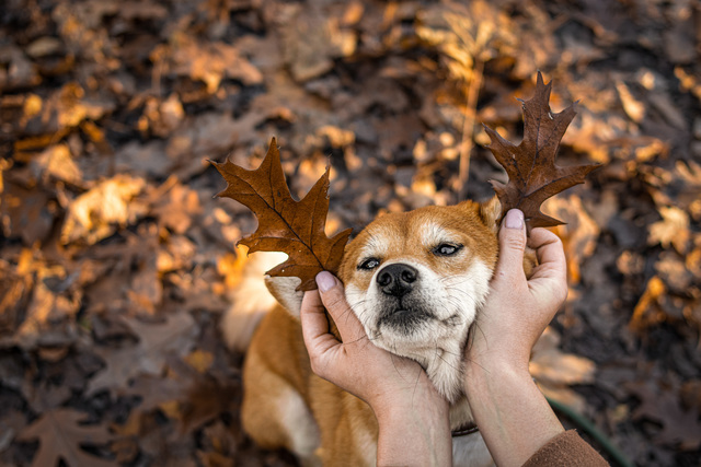 Why Do You Want a Dog? - One of the things to answer to pick the right dog breed.