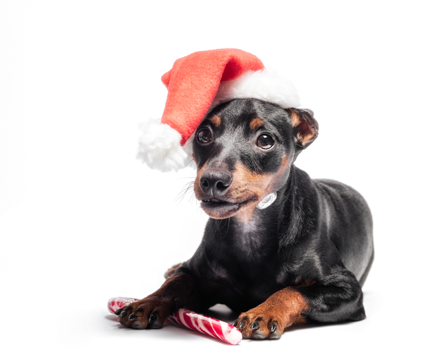 Candy Cane Xmas Treats