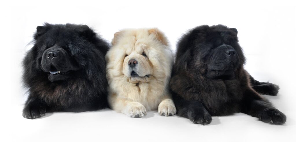 Chow Chow - one of the Chinese dog breeds