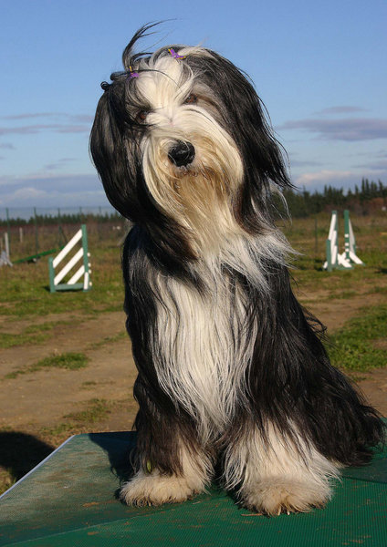 Shaggy Dog Breeds - Bearded Collie