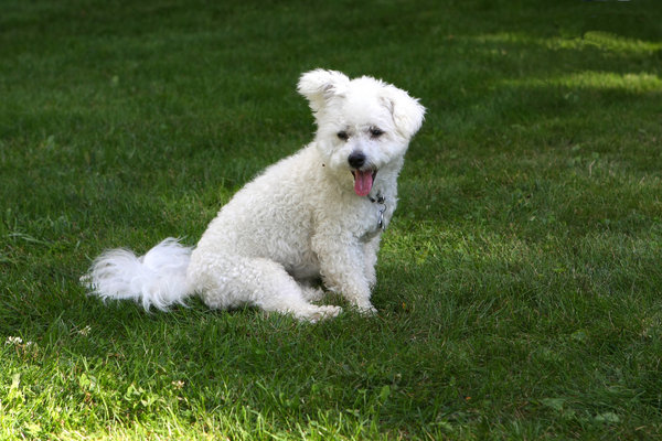 The Cutest Small Fluffy Dog Breeds Bichon Frise 