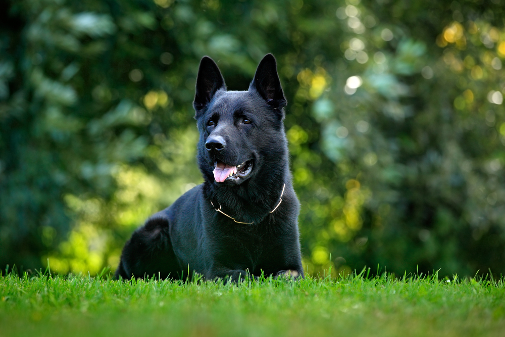 Black German shepherd - one of the large black dog breeds