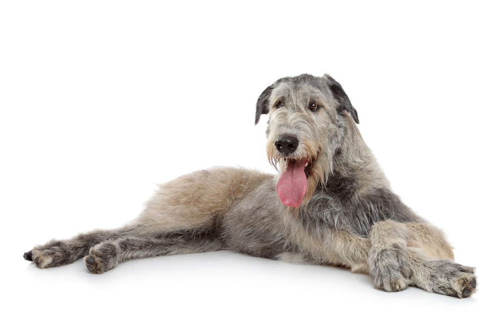 Irish wolfhound - one of the irish dog breeds