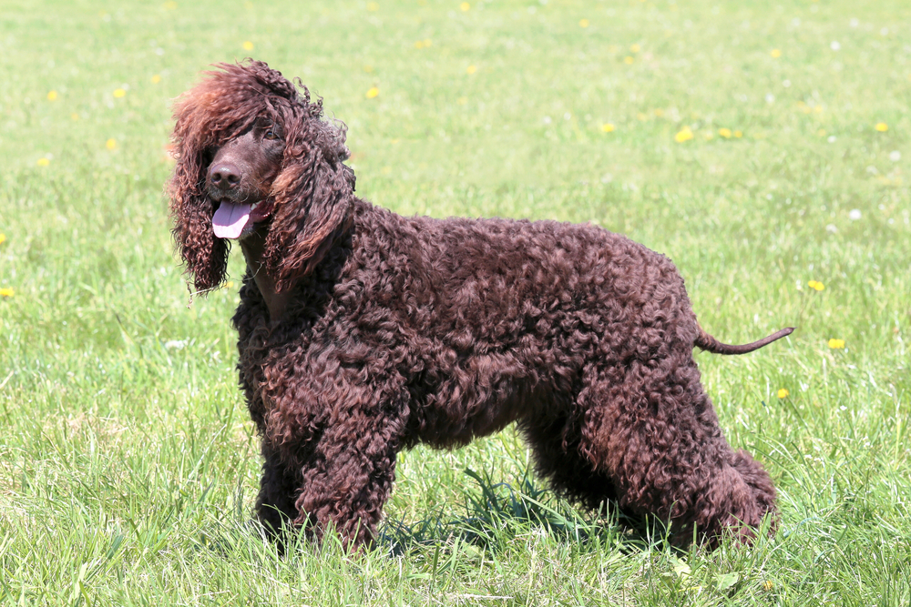 Irish water spaniel - one of the irish dog breeds