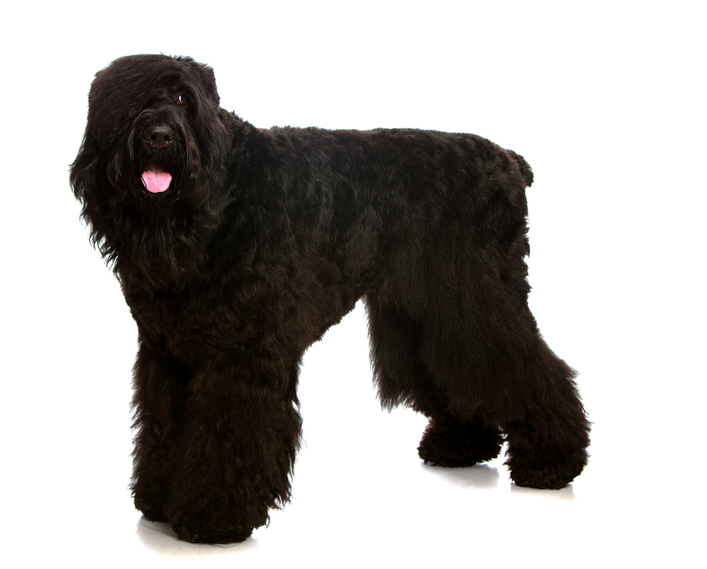 Black Russian terrier - one of the large black dog breeds