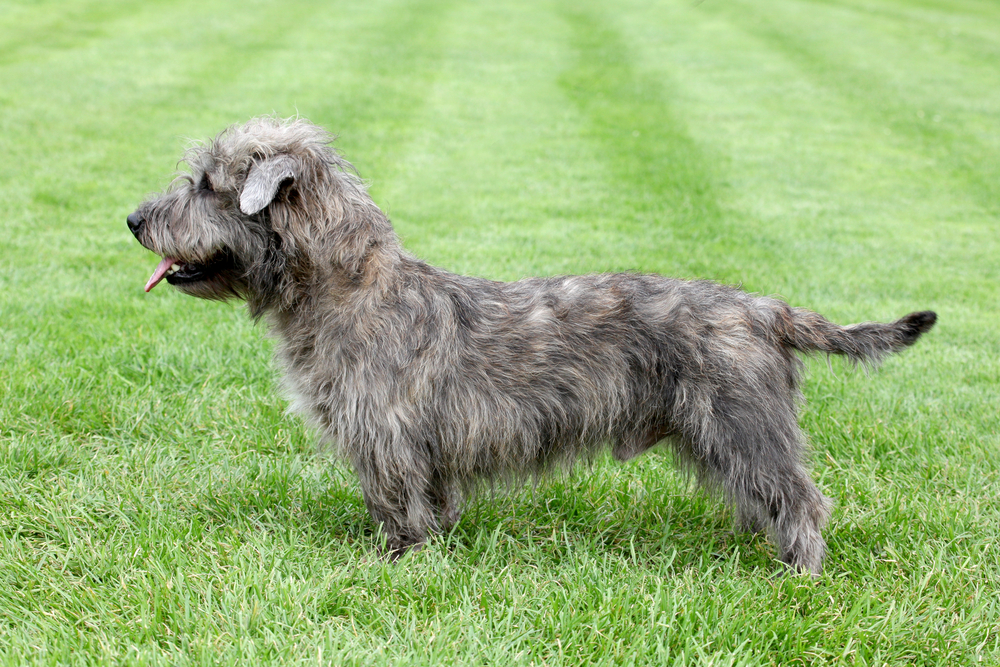 Glen of imaal Terrier - one of the irish dog breeds