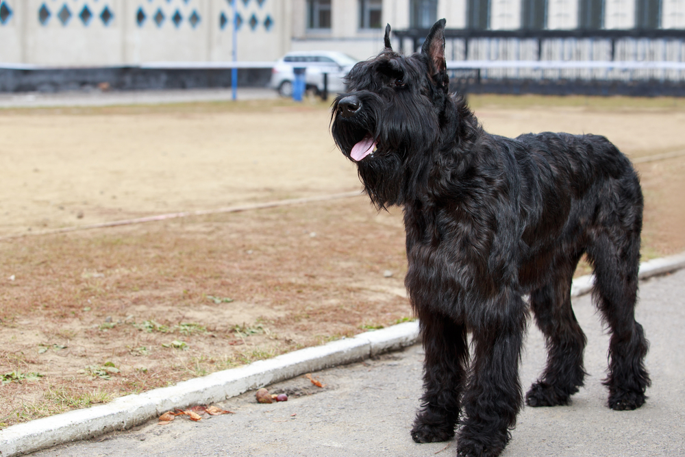 Giant Schnauzer - one of the large black dog breeds