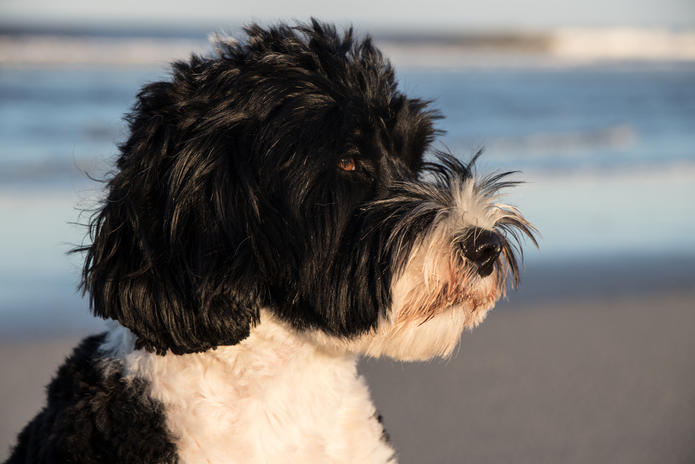 Portuguese water dog - one of the large black dog breeds