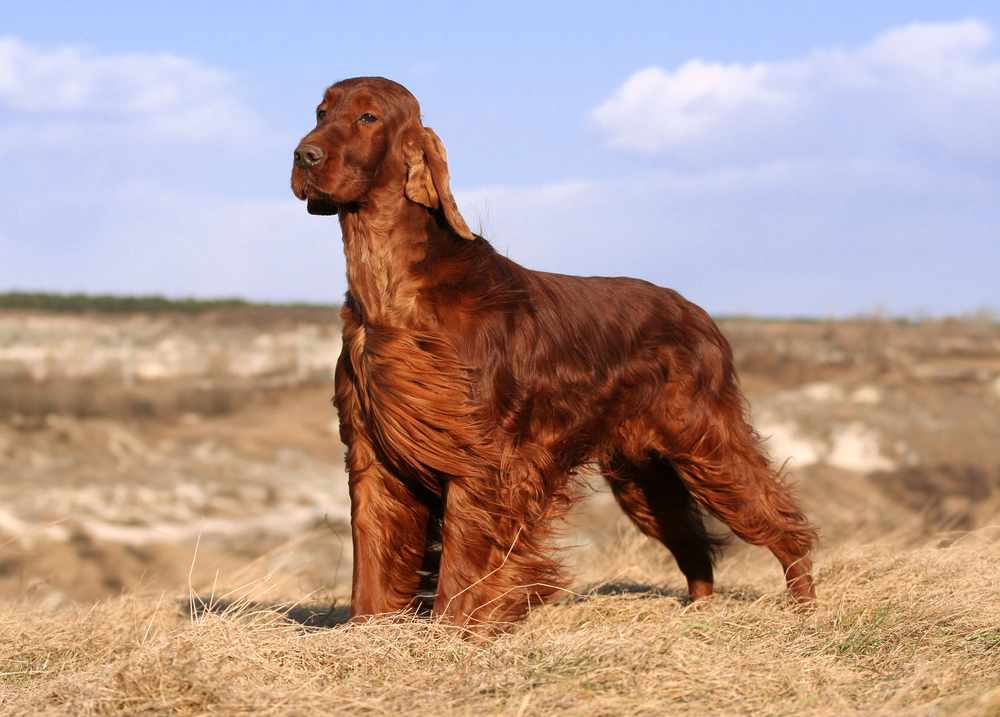 Irish Setter - one of the Irish dog breeds