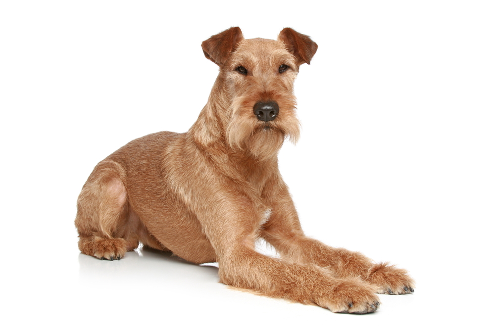 Irish terrier - one of the irish dog breeds