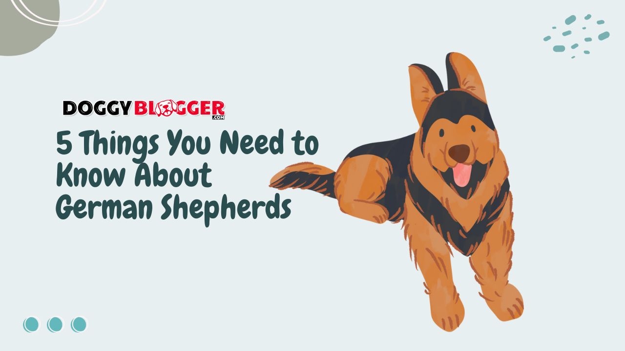 5 Things You Need to Know About German Shepherds