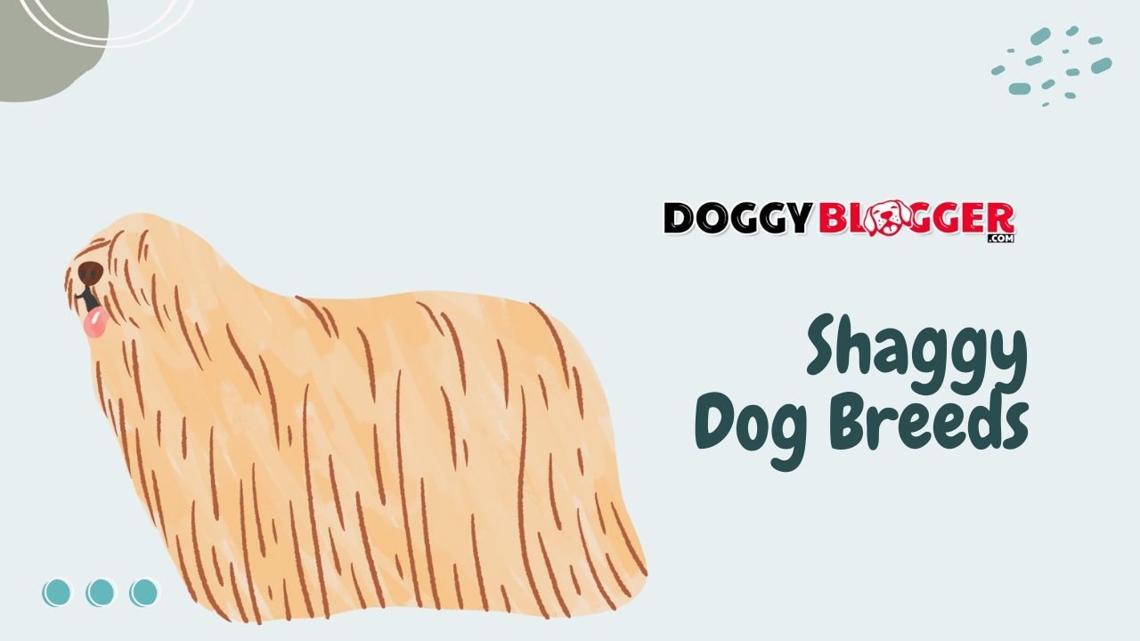 Shaggy Dog Breeds