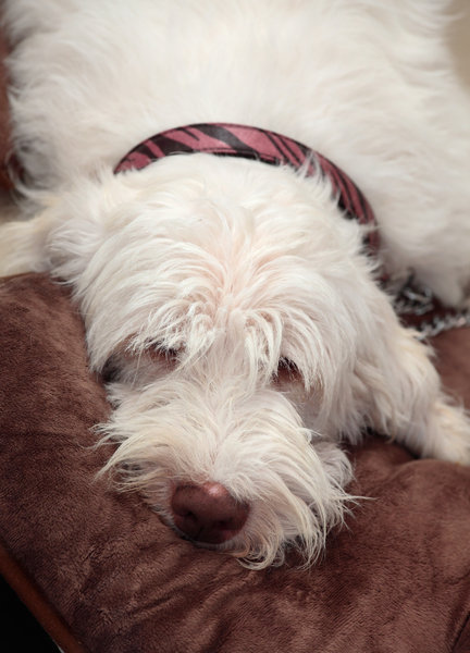 Spinone Italiano