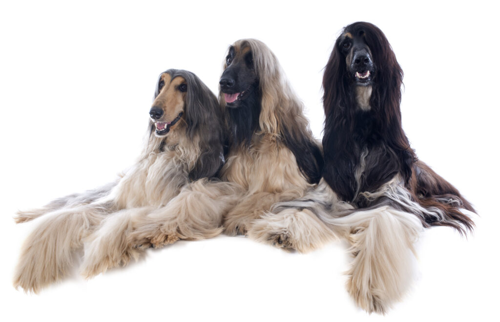 Afghan dogs are one of the prettiest dog breeds