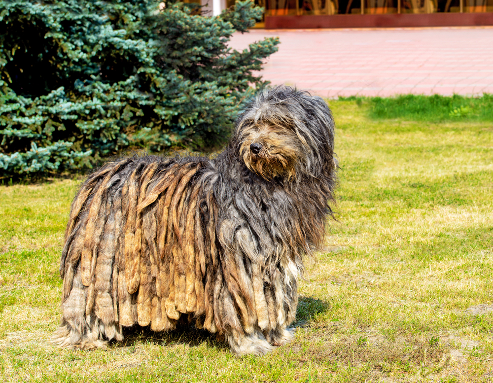 Shaggy Dog Breeds - Bergamasco Sheep Dog