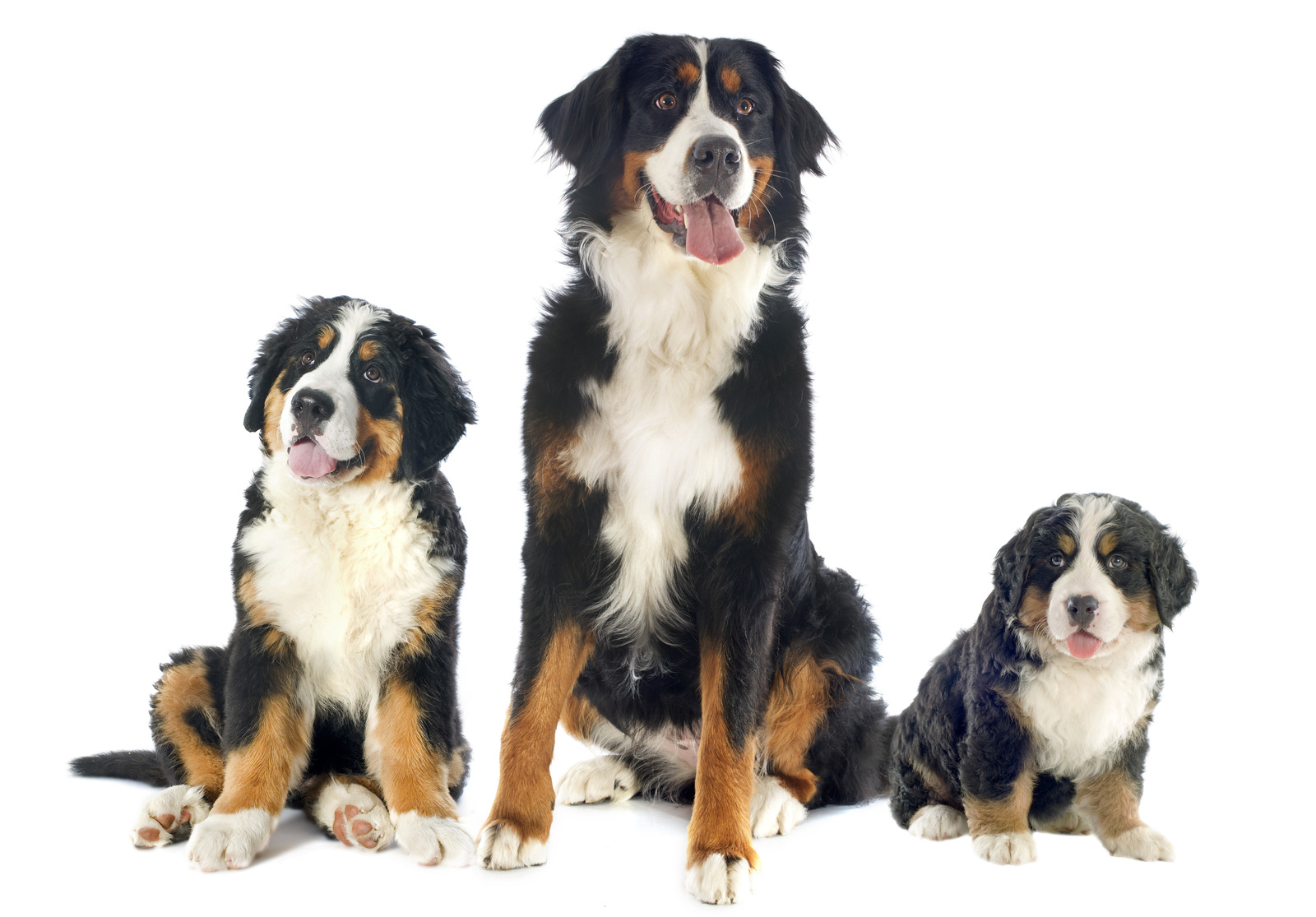 3 Bernese mountain dogs ready for cuddling