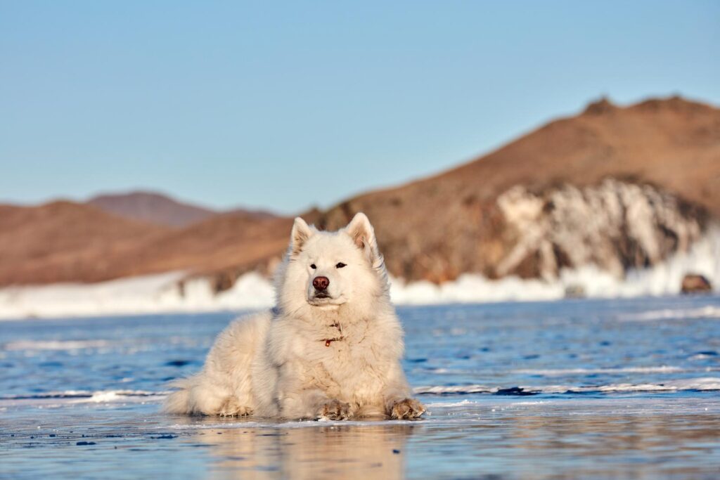 Samoyed - One of the big white fluffy dog breeds