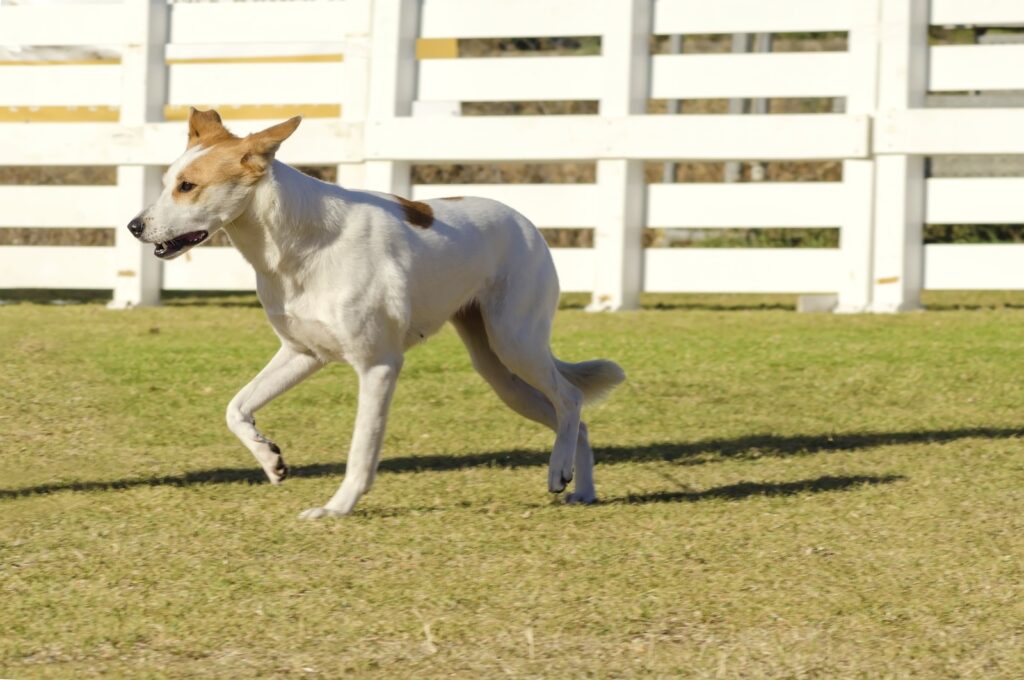 Canaan - one of the big white fluffy dog breeds