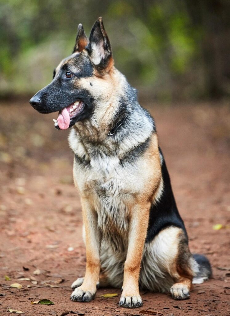 German Shepherd - one of the brown dog breeds