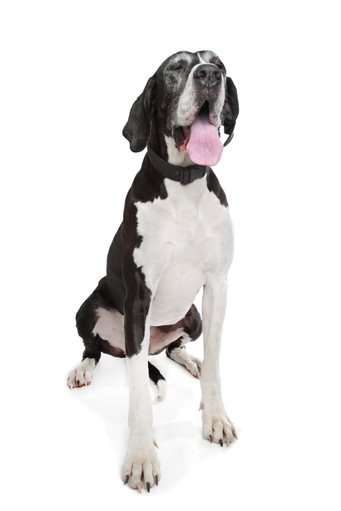 Great Dane - one of the brown dog breeds