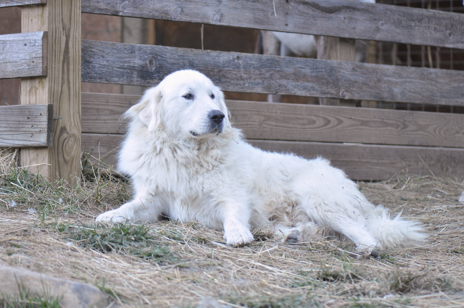 The Great Pyrenees, the greatest cuddlers of all time, sitting near the barn