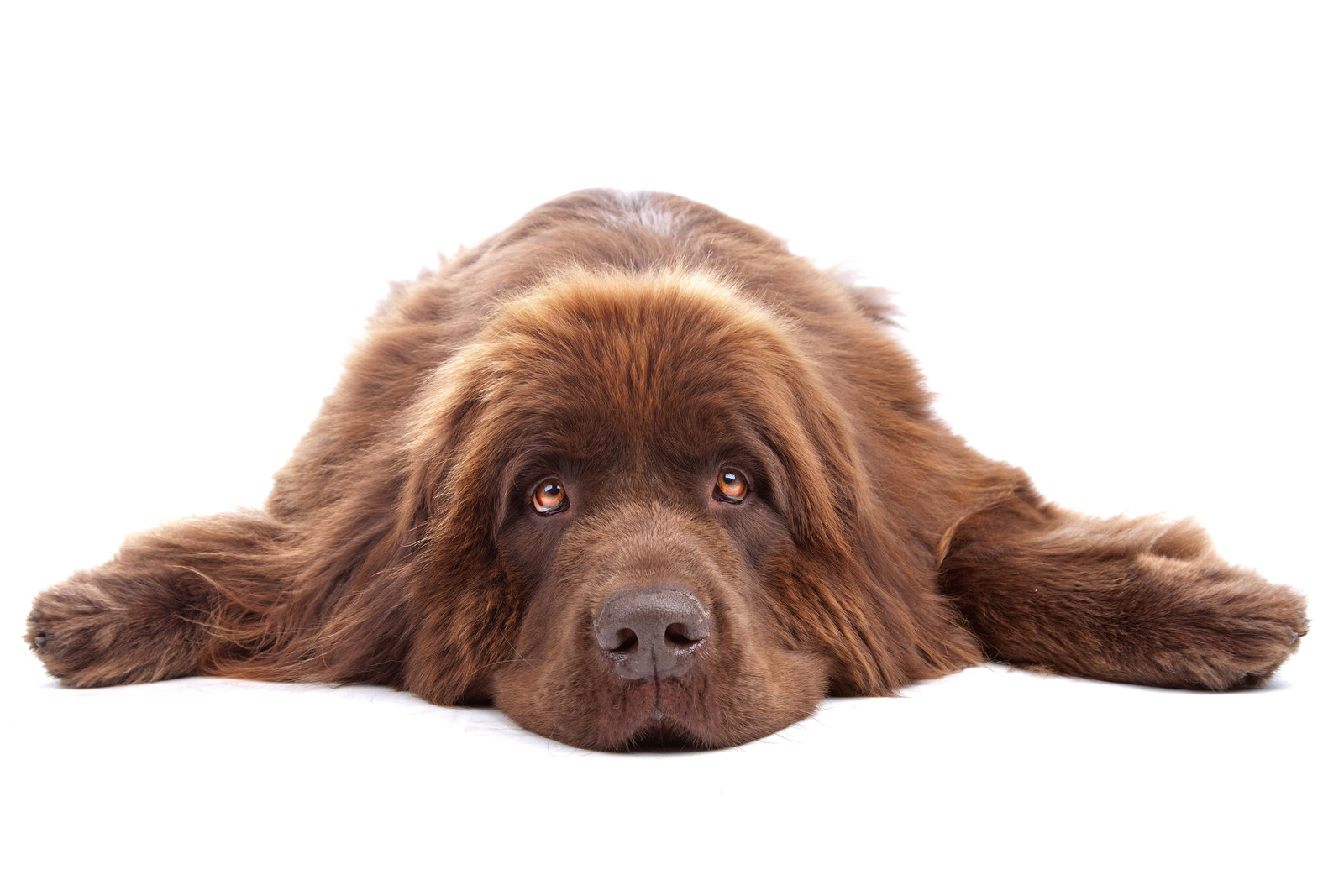 Newfoundlander just waiting to be hugged.