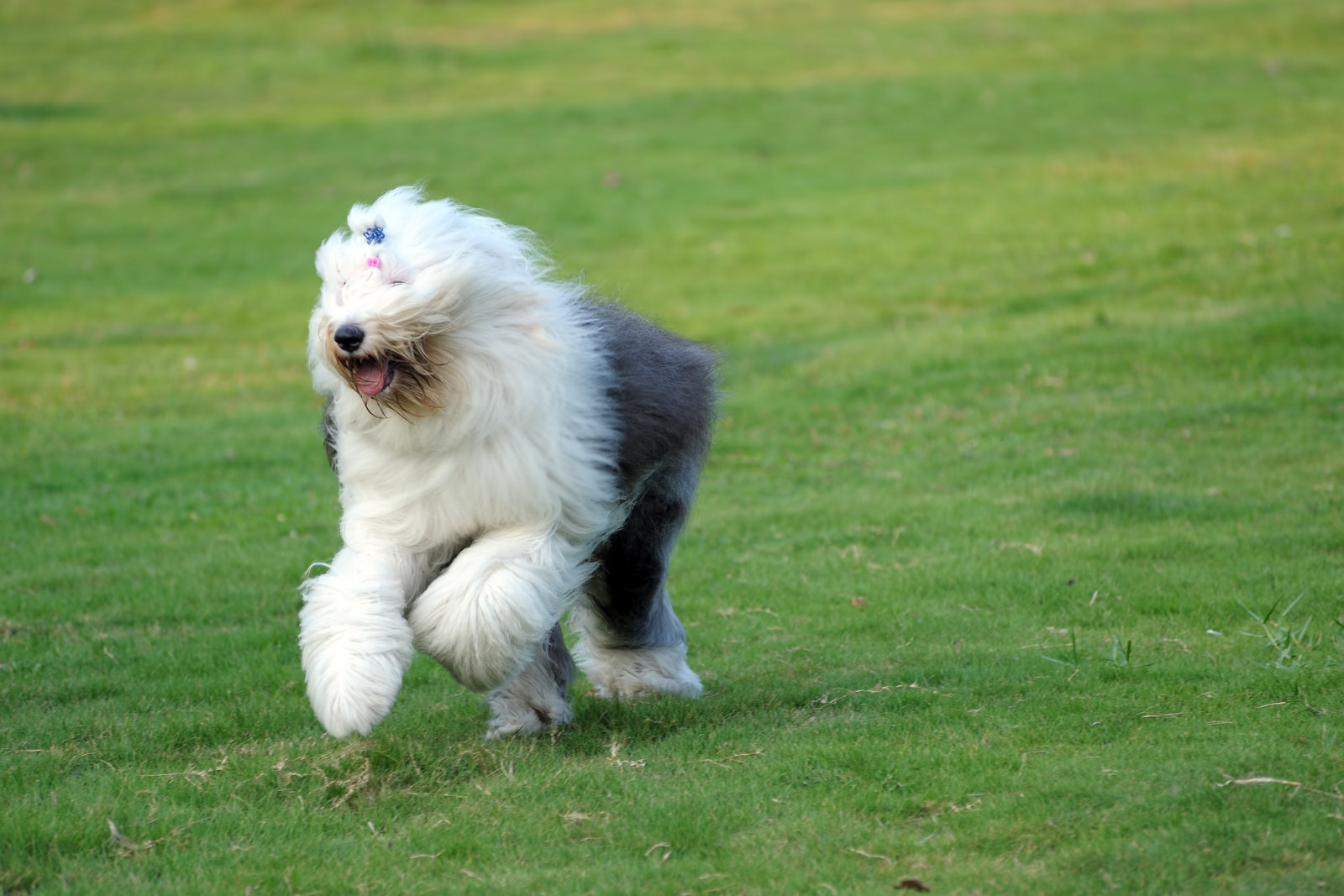 Old english Sheepdog running towards a cuddle