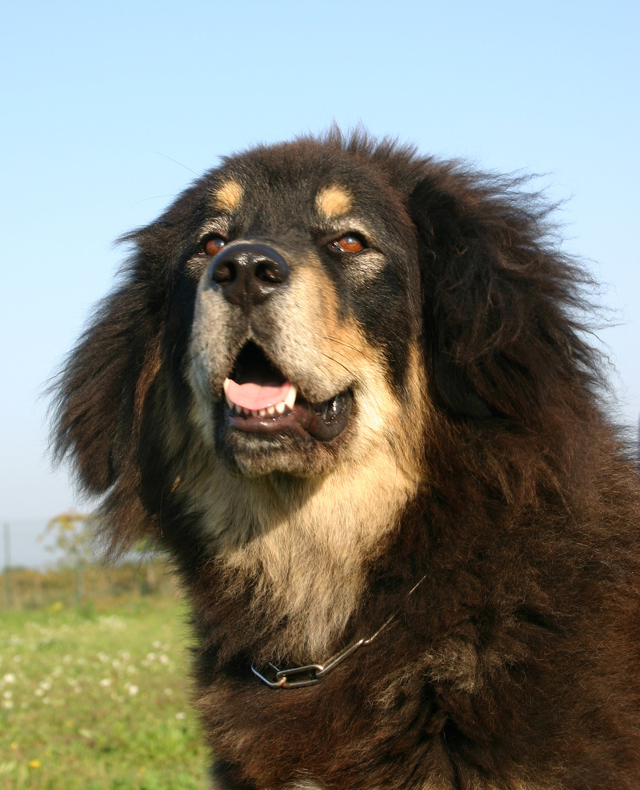 Close-up of a Tibetan mastiff, one of the big fluffy dog breeds