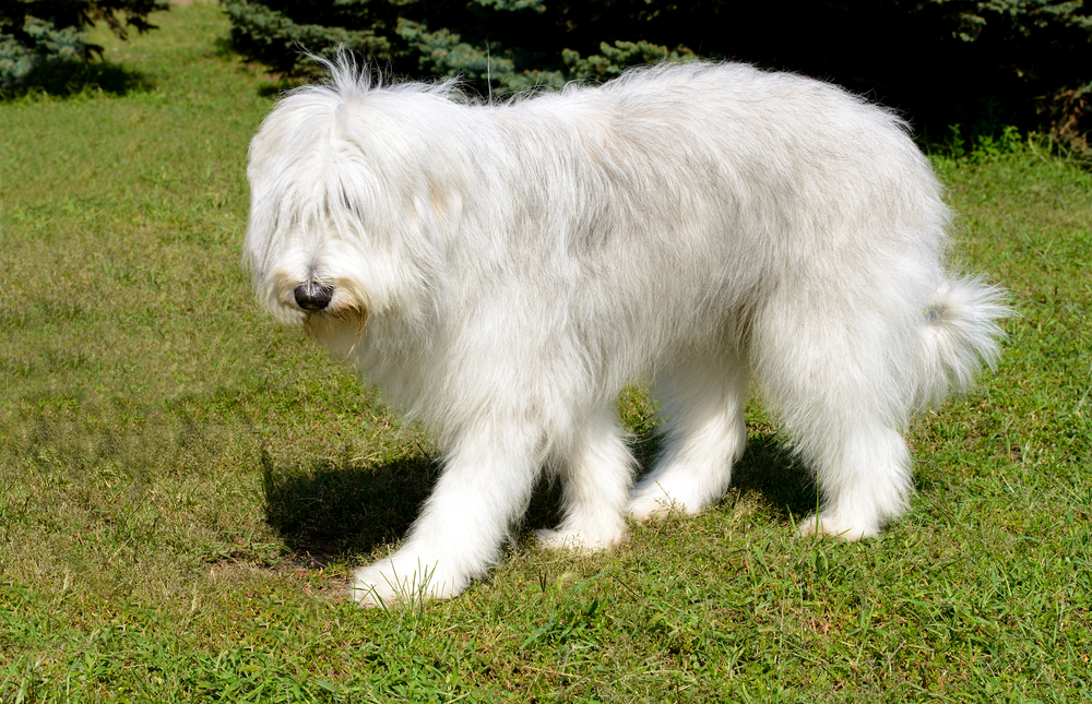 Ukrainian shepherd dog - one of the big white fluffy dog breeds