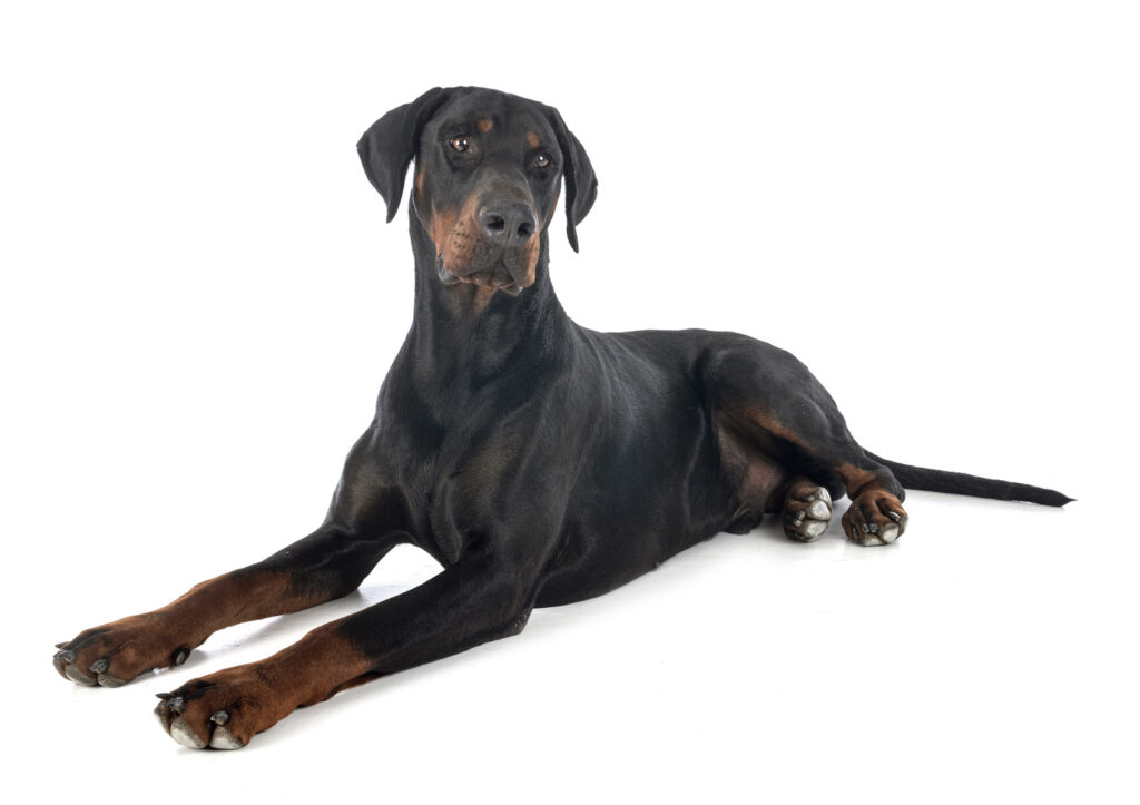 Doberman Pinscher - one of the big black dog breeds