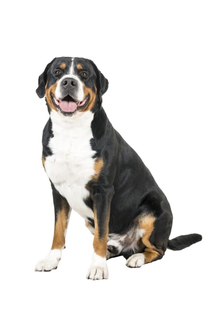 Greater swiss mountain dog - one of the big black dog breeds