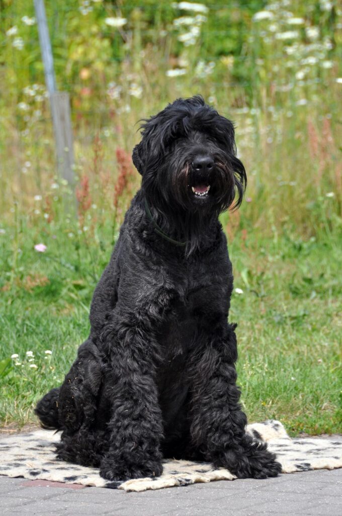 Black Russian Terrier - one of the big black dog breeds