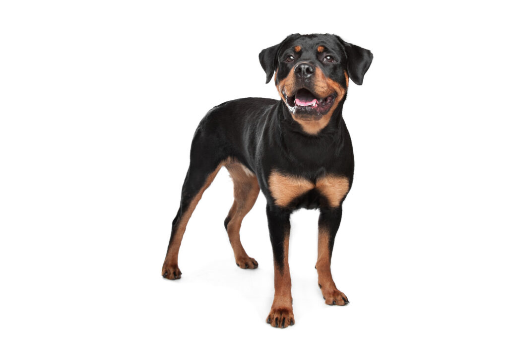 Rottweiler - one of the big black dog breeds