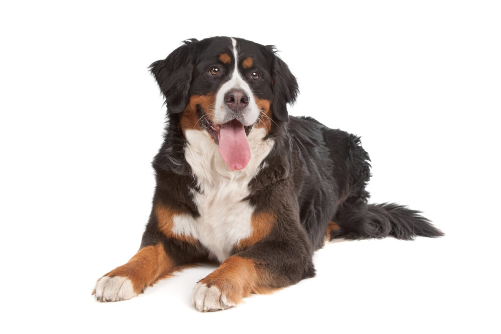 Bernese mountain dog - one of the big black dog breeds