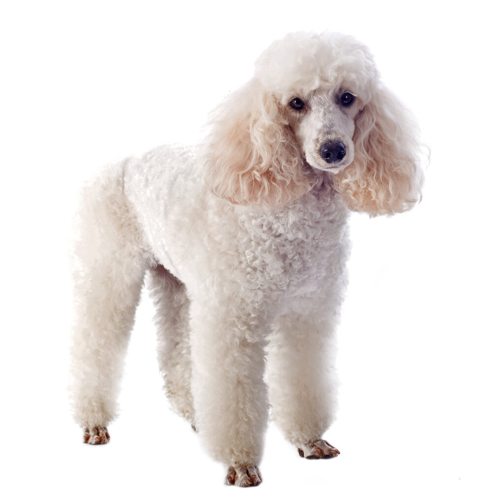 white poodle - one of the big white fluffy dog breeds