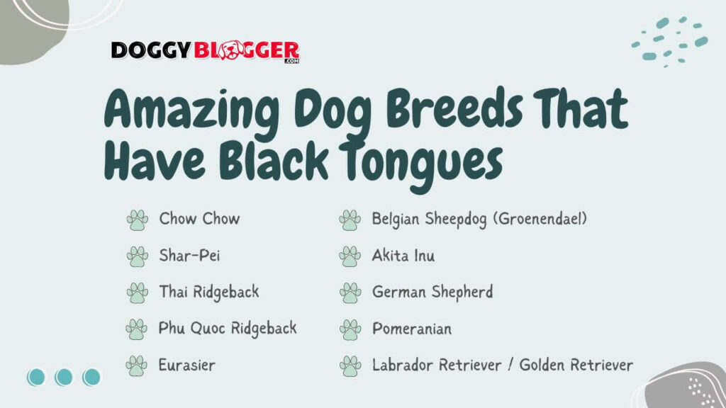 Amazing Dog Breeds That Have Black Tongues